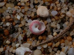 Notogibbula bicarinata