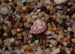 Notogibbula bicarinata