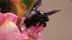 Xylocopa violacea