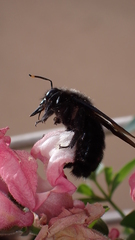 Xylocopa violacea