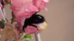 Xylocopa violacea