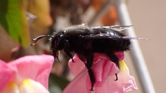 Xylocopa violacea