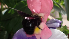 Xylocopa violacea