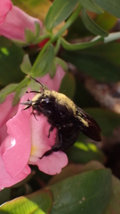 Xylocopa violacea
