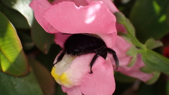 Xylocopa violacea