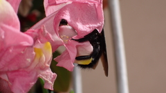 Xylocopa violacea