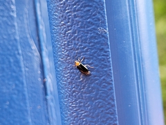 Podagrica fuscicornis