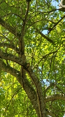 Coccyzus longirostris