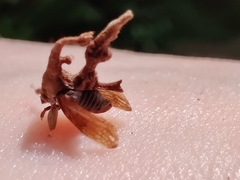 Membracidae