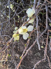 Chaenomeles speciosa