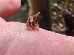 Membracidae