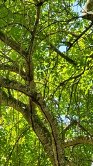 Coccyzus longirostris