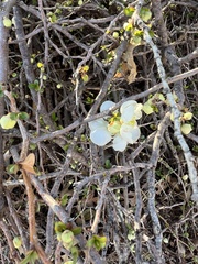 Chaenomeles speciosa