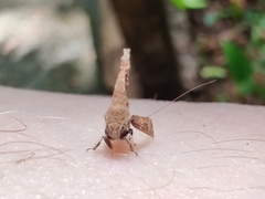 Membracidae