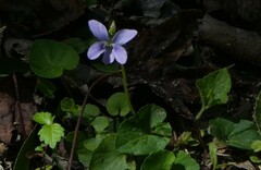 Viola floridana
