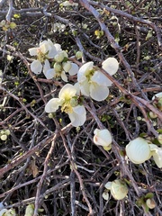 Chaenomeles speciosa