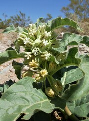 Asclepias nyctaginifolia