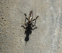 Laphriini