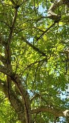 Coccyzus longirostris