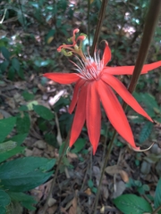 Passiflora vitifolia