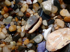 Purpuradusta gracilis