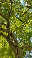 Coccyzus longirostris