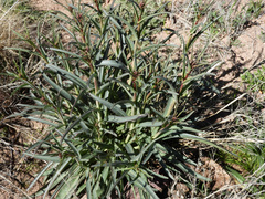 Penstemon parryi