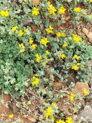 Lotus lancerottensis