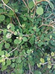 Olearia quinquevulnera