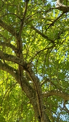 Coccyzus longirostris