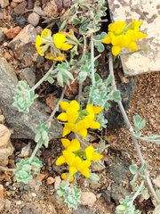 Lotus lancerottensis