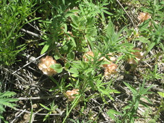 Tripterocalyx micranthus