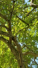 Coccyzus longirostris