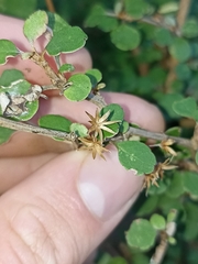 Olearia quinquevulnera