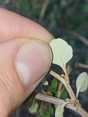 Olearia quinquevulnera