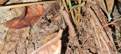 Rhinella