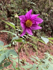 Dahlia imperialis