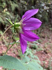 Dahlia imperialis