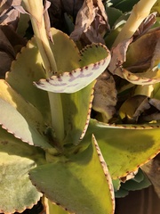Kalanchoe marmorata