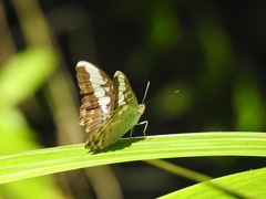 Parthenos sylvia roepstorfii