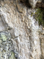 Herpothallon rubroechinatum