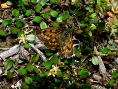 Lycaena boldenarum