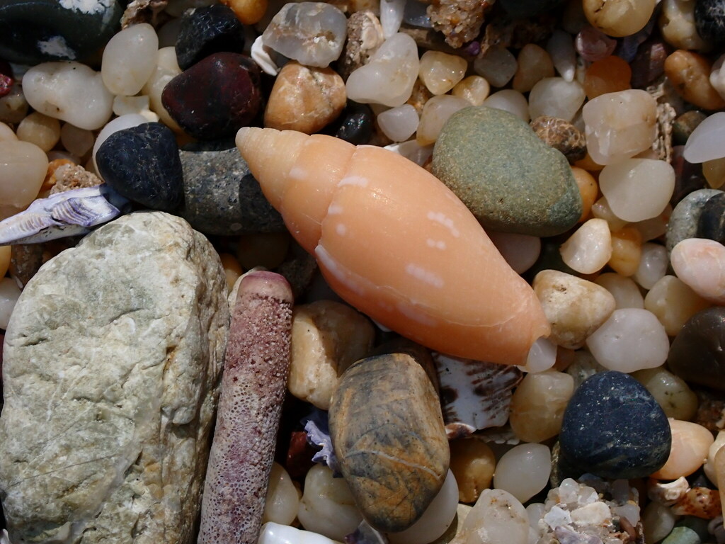 Quasimitra solida