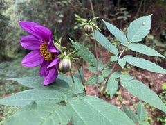 Dahlia imperialis