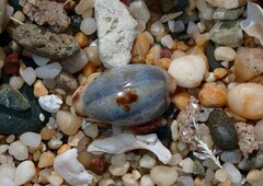 Purpuradusta gracilis