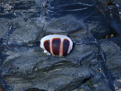 Palmadusta asellus