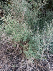 Olearia quinquevulnera