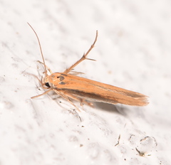 Stathmopoda skelloni