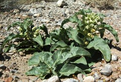 Asclepias nyctaginifolia