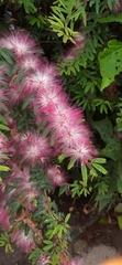 Calliandra selloi